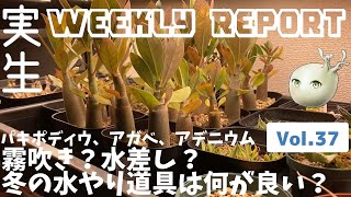 塊根・多肉の水やり道具に悩む冬｜パキポディウム、アガベ、アデニウム、亀甲竜の実生苗育成記録#37