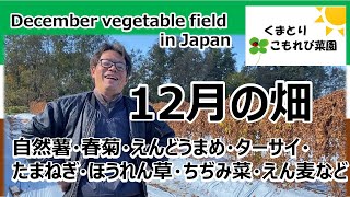 December vegetable field in Japan