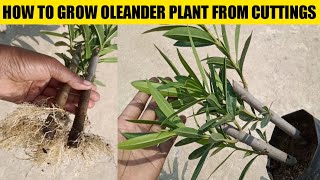 How to grow oleander plant from cuttings | you can grow oleander from this cuttings method