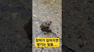 장마가 길어지면 생기는 자연 현상들...