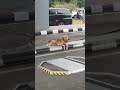 ANJING K9 KOMPLEK DPR MPR RI SENAYAN