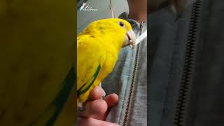 golden conure #parrot #shorts