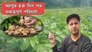 আলুর 60 দিন পর এই পরিচর্যা করুন || 2024