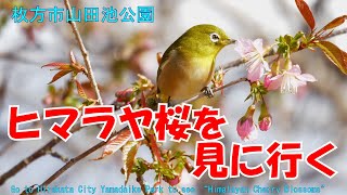 12月に咲く桜！枚方市山田池公園にバイクでヒマラヤ桜を見に行く　Go to Hirakata City Yamadaike Park to see Himalayan Cherry Blossoms