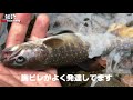 【渓流ベイトフィネス】釣りウマさんと友釣りしてきた　japan trout fishing 長野県千曲川水系