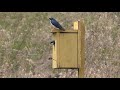 Tree Swallows In Nesting Box 1 HQ HD