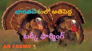 India's largest turkey farm #anfarms  call me 🤙 7032271328 #telangana