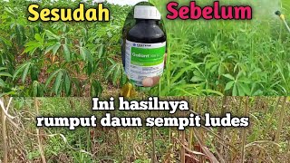 Review singkong sancai hasil penyemprotan rumput daun sempit