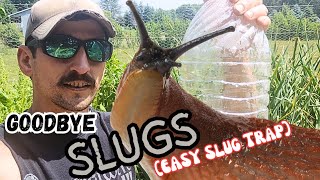 Control Slugs In Garden |Slug Trap That WORKS!|