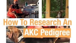 How to research an AKC pedigree.