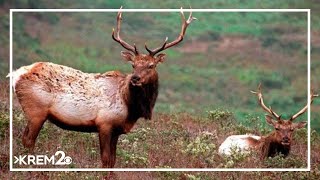 First Chronic Wasting Disease case detected in Idaho domestic elk