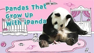 Pandas That Grow Up With iPanda  | iPanda