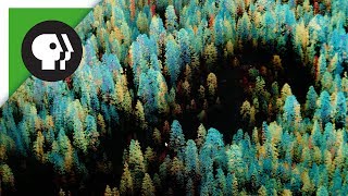 Surviving Climate Change in California's Drought-Stressed Forests