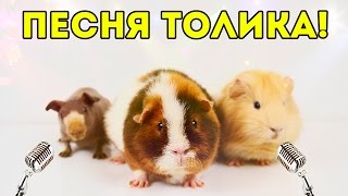 ПЕСНЯ! Морская Свинка Толик Поет: Как Тяжело Быть Свиньей