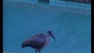 Hadeda / Ibis