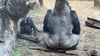 gorlla スモモのそばにパパが寄ってきた【2024年‎11月13日】【上野動物園】ゴリラ💗 Dad came up to me near Sumomo.