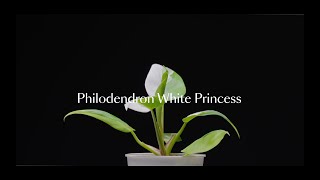 [Playlist] 🌱식멍도감 플레이리스트 필로덴드론 화이트 프린세스 Philodendron White Princess I 4k