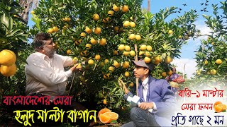 বারি-১ হলুদ মাল্টা চাষের পদ্ধতি। লক্ষ লক্ষ যুবকের আশা পূরণ-হবে হলুদ মাল্টা চাষ করে। Yellow Malta