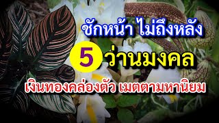 5 ว่านมงคล เรียกโชคลาภ เมตตามหานิยม เสริมดวงรับทรัพย์ ปลูกไว้ที่บ้าน เสริมดวง ค้าขายดี