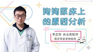 狗狗尿床上的原因分析