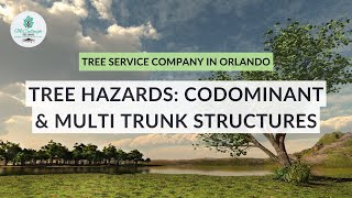 Tree Hazards - Codominant \u0026 Multi Trunk Structures