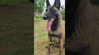 马疯子 名不虚传#马犬 #狗狗 #shorts #puppy #germanshepherd #doglove #cute #funny #animals #pets #love #可愛い