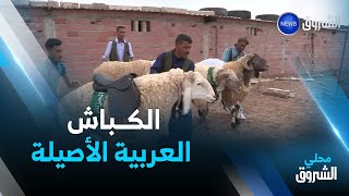 #باتنة: الكباش العربية الأصيلة.. أضخم سلالة في الجزائر والمغرب العربي