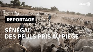 Au Sénégal, les éleveurs peuls pris au piège par le coronavirus | AFP