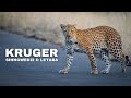 Kruger National Park - EPIC WILDLIFE At Shingwedzi & Letaba