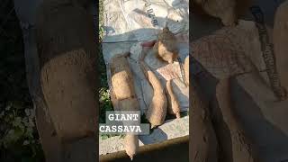 🌈 GIANT CASSAVA#trendingshorts #shortvideo