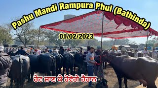 Pashu Mandi Rampura | 01-02-2023| ਪਸ਼ੂ ਮੰਡੀ ਰਾਮਪੁਰਾ | पशु मंडी रामपुरा | Rampura pashu mandi