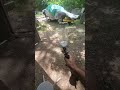 Shooting wasps with the HF Purple Gun!