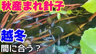 秋産まれのメダカの針子達は越冬に間に合うのか？○○㎝なら越冬できる？　メダカ睡蓮ビオトープ