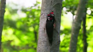 天然記念物　クマゲラの給餌　Feeding of Black　Woodpecker