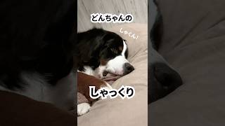 どんちゃんのしゃっくり #バーニーズマウンテンドック #しゃっくり #犬 #寝る前 #0歳10ヶ月