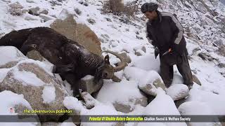 A Glimpse into the Majestic Hunt | Himalayan Ibex #trending #hunting #explore