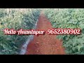 anantapur tomato market rates today tomato market rates anantapur agriculture tomato rate tomato