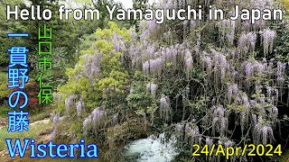 【一貫野の藤】山口市仁保　2024年04月24日