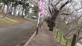 21年4月19日Mon☆秋田☆桜②1☆横手城　横手公園＜横手市＞636