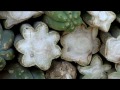 peyote the san pedro cactus. the forerunners of the inca history planet doc full documentaries