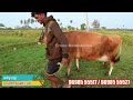 நல்லா விலை நல்லா பால் கொடுக்கும் விலை ரொம்ப கம்மி cow cowfarm tamilfarming