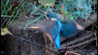 カワセミ調布地区お父さん復路 2024 11 24 #カワセミ #野鳥 #birds #wildlife #nature #自然観察ぶらり散歩