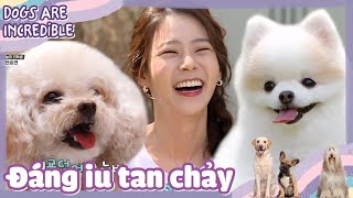 [CCTG Tập 29 #1]ENG/VIETSUB|KARA Han Seungyeon cùng 2 chú cún đáng yêu vô cùng|200525 KBS WORLD TV