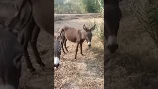 donkey meeting with male donkey