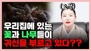 우리 집에 있는 꽃과 나무들이 귀신을 부른다? 나도 모르게 귀신을 부르는 행동들