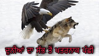 ਬਾਜ , ਚੀਲ , ਗਿੱਦ ਸੱਭ ਤੋਂ ਖਤਰਨਾਕ ਪੰਛੀ । eagle in punjabi