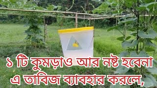 মিষ্টি কুমড়া গাছে মাছি পোকা দমনের জন্যে ফেরোমেন ফাদ ব্যাবহার ও কার্যকারিতা।। sex feronan trap