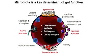 Microbiota-gut-brain axis in health and disease: From mice to men