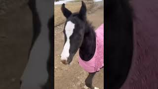 😂😂 l Vicces ✨hOrsE✨ videó