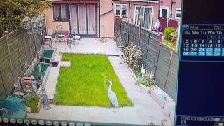 Heron trying to catch pond fish but prevented by net